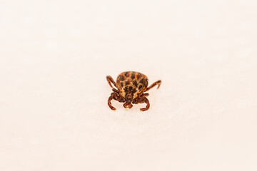 Dermacentor Reticulatus On White Paper Background. Also Known As The Ornate Cow Tick, Ornate Dog Tick, Meadow Tick, And Marsh Tick. Family Ixodidae. Ticks Are Carriers Of Dangerous Diseases