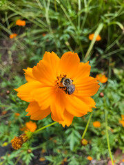Bee on an orange flower in summer