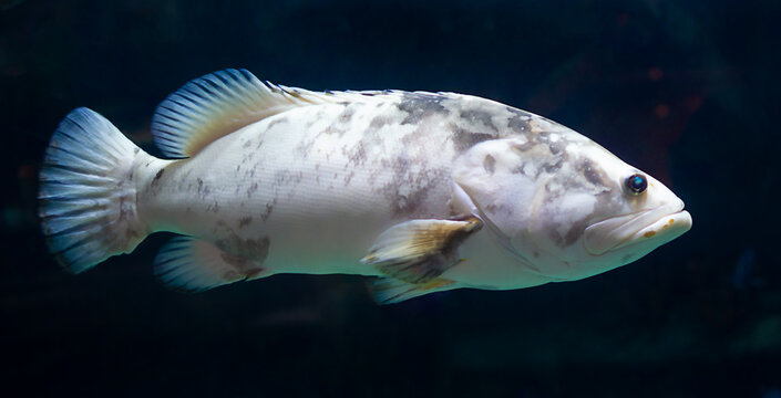 Arowana or Mynmar Arowana fish swims in aquary or the sea