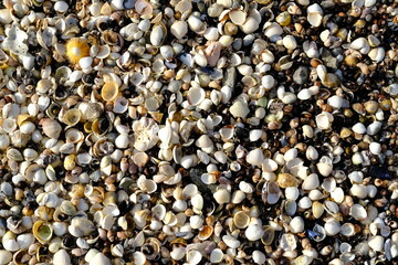 A closeup on some shell on the atlantic shore.