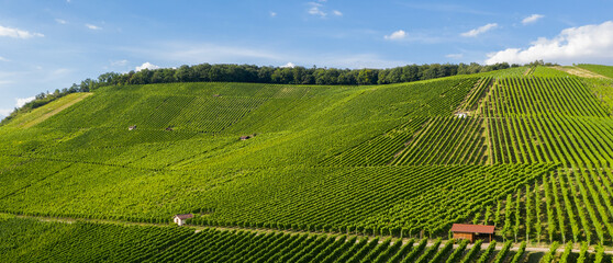 Panorama über Erlenbach, Weinberge, Weinanbau, grüne Felder in Baden Württemberg in Deutschland
