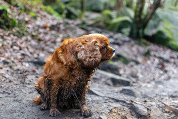 dog sitting on the ground