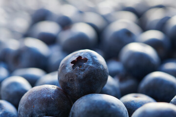 Macro shot of freshly picked organic blueberries. Winter harvest. Frontal view with shallow depth of field and soft focus.