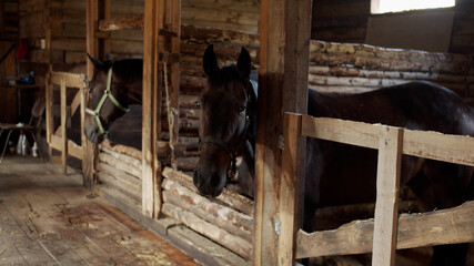 Stallions and horses with a bridle on their muzzles stand in the stall. Employee of the stables on the truck, delivering hay and feed.