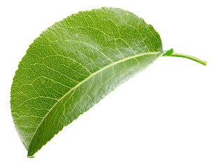 Pear leaf isolated on a white background