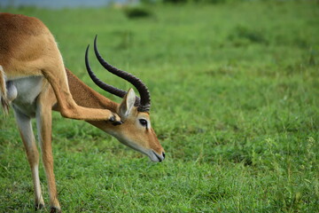 Naklejka na ściany i meble impala in the savannah scratches on his head