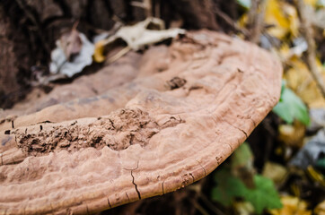 A huge spot on an old poplar tree 