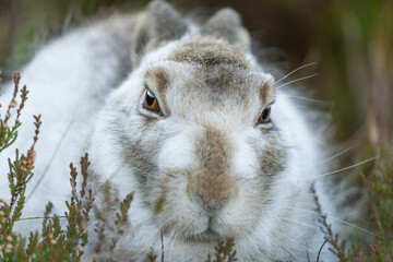 white mountain hare sitting on green heather on a winter day. Lepus timidus hares change fur colour from brown to white © jamie