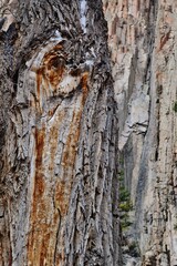 texture tree bark juxtaposed against stone wall