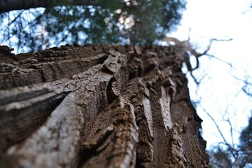 deep grooves in tree bark trunk reaches to sky