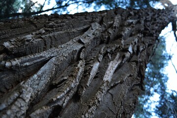 deep grooves in tree bark trunk