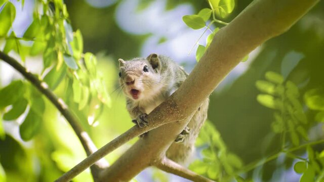 amazing squirrel is roaming in the forest