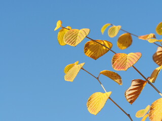 紅葉したヒュウガミズキの葉と青空