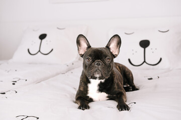 French bulldog on bed at home
