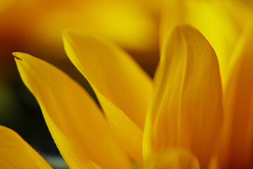 Beautiful close up of some sunflowers petals with a blurred sunflower background.