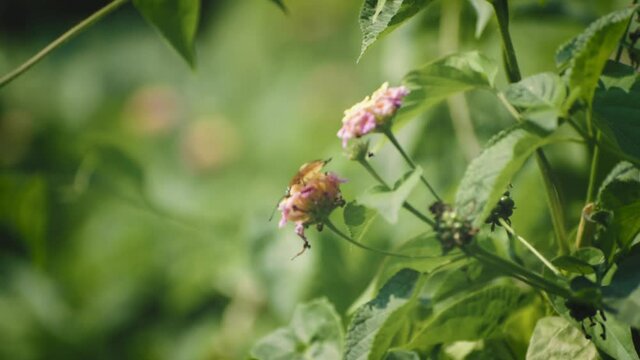 a beautiful butterfly is collecting honey in the garden