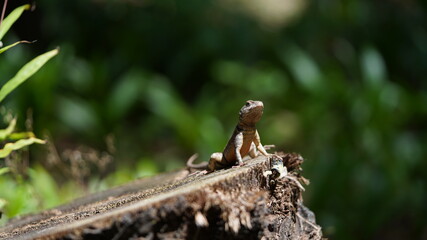 lizard on a tree