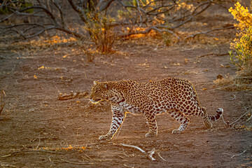 Stalking leopard