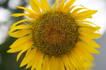 sunflower close up