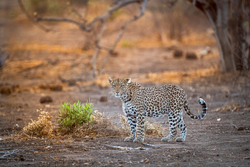 Fototapeta na wymiar Leopard out on patrol