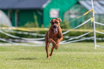 Dog running in the field on lure coursing competition