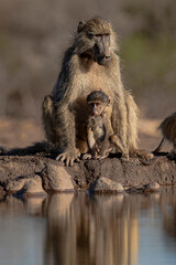 Baboon mother and child at waterhole