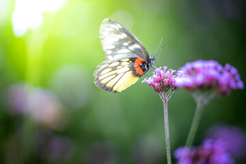 Beautiful Butterfly on Colorful Flower