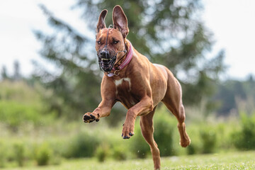 Dog running in the field on lure coursing competition