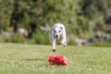 Whippet running in the field on lure coursing competition