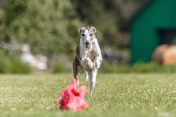 Whippet running in the field on lure coursing competition