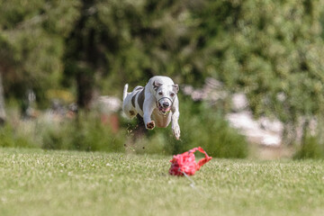 Whippet running in the field on lure coursing competition