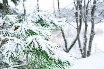 Christmas spruce tree branches, snow and pine cones. Beautiful winter landscape. Winter holidays, Xmas concept.