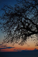 silhouette of tree in sunset