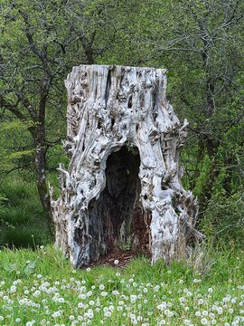Souche d'arbre en forme de grotte