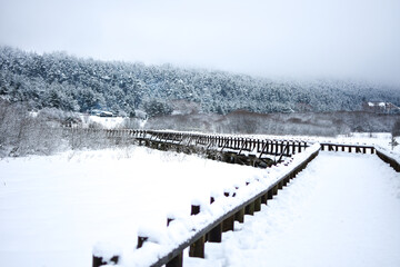 Beautiful panoramic view of winter landscape with many snow and spruce trees. The Abant Lake Natural Park Karadeniz (Black Sea) Region. Winter Holidays and outside activity.