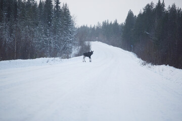 Elk on winter road