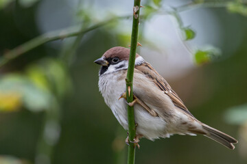 Eurasian tree sparrow (Passer montanus)
