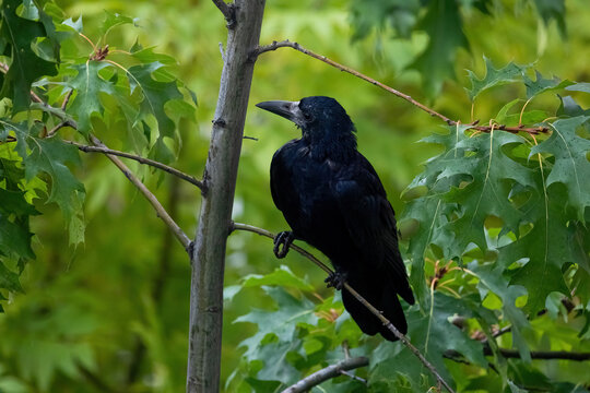 The rook (Corvus frugilegus)