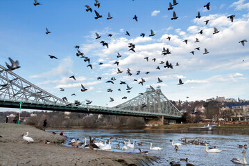 Winter in Dresden Blasewitz mit Brücke Blaues Wunder und Tauben Vogelschwarm - 397922994