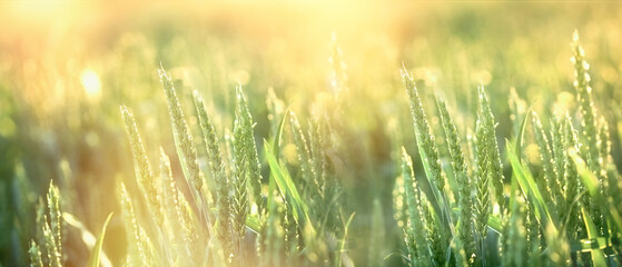 Wheat field, unripe wheat lit by sunlight © PhotoIris2021