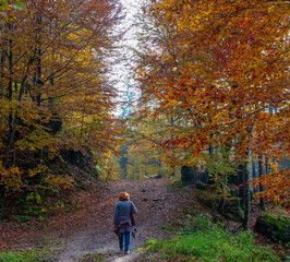 Obraz premium the forest in autumn