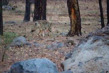 coyotes in the woods
