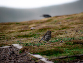 bird on the ground