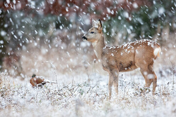 Roe deer, capreolus capreolus, standing on meadow in snowstorm in winter. Little doe looking on...