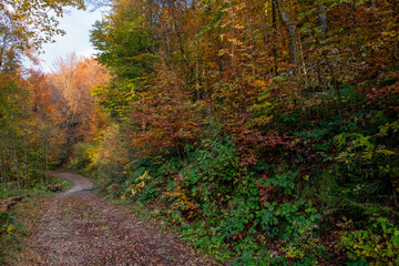 the forest in autumn
