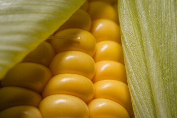 primer plano macro de choclo maiz amarillo con chala mazorca fresca sobre base gris oscuro negro brillante cordoba argentina