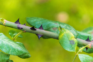 Rose branch with thorns and leaves