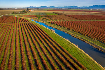 Bright Red Blueberry Bushes In Rows in the Skagit Valley. In their winter color this aerial view of the blueberry farm makes for an interesting pattern found in this agricultural area of Washington.