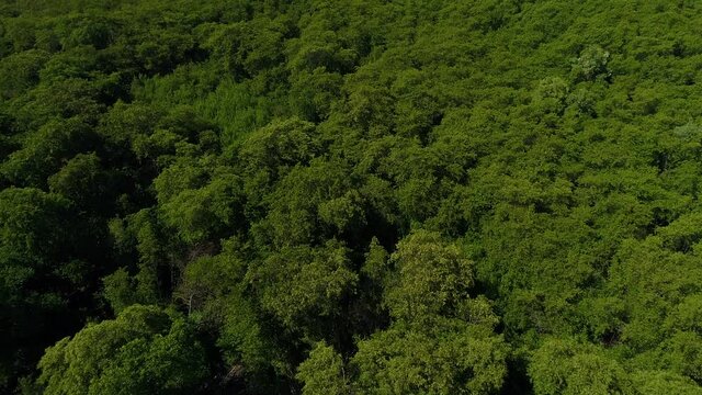 Recife, Pernambuco, parque dos manguezais, Mangrove Park