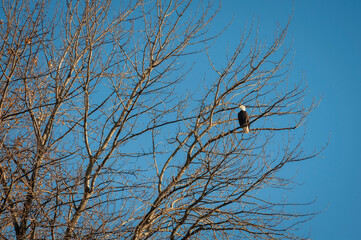 Bald Eagle Perched in a Maple Tree. Eagles are quite common in the Skagit Valley as the farmland provides  easy meals of rodents and small birds.